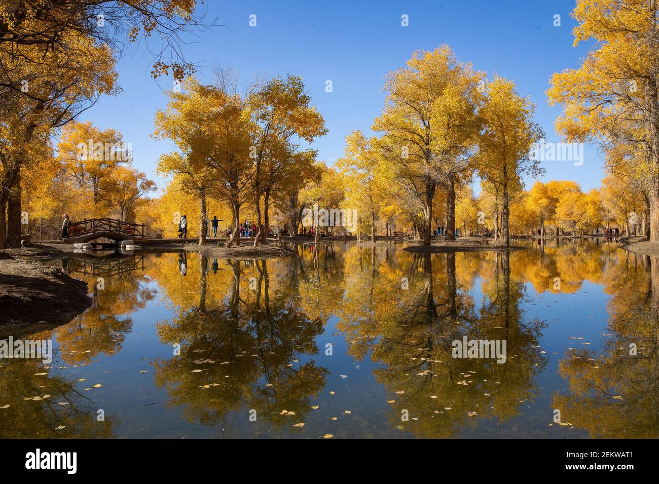 GansuÃ¯Â¼Å’CHINA-October 15, 2020, Jiuquan, Gansu province, the golden autumn, located in Jinta County, Jiuquan City, Gansu Province, the Golden Poplar forest scenic spot in the Jinta desert poplar, the best viewing period, the golden poplar forest in the sunlight under the dazzling, beautiful, attracting tourists from all over the place to come to see.(EDITORIAL USE ONLY. CHINA OUT) (Photo by /Sipa USA) Stock Photo