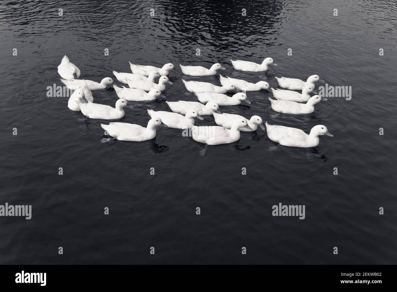 a group, raft, team, paddling, of white ducks, pond, swimming, following, have you got some bread? Stock Photo