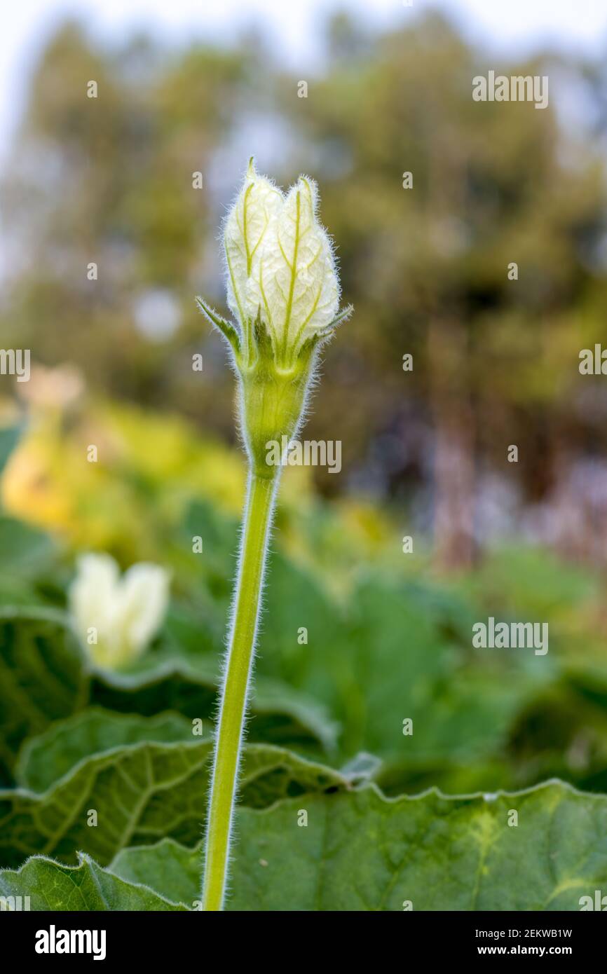 Bottle gourd flower hires stock photography and images Alamy
