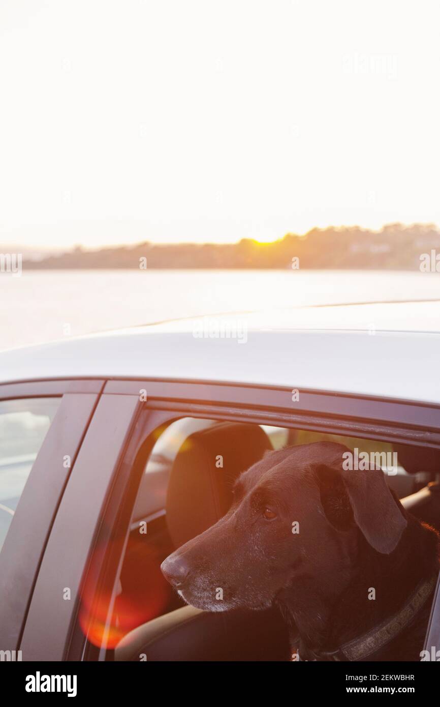 Large black dog looking out window of vehicle, Victoria BC Canada. Stock Photo