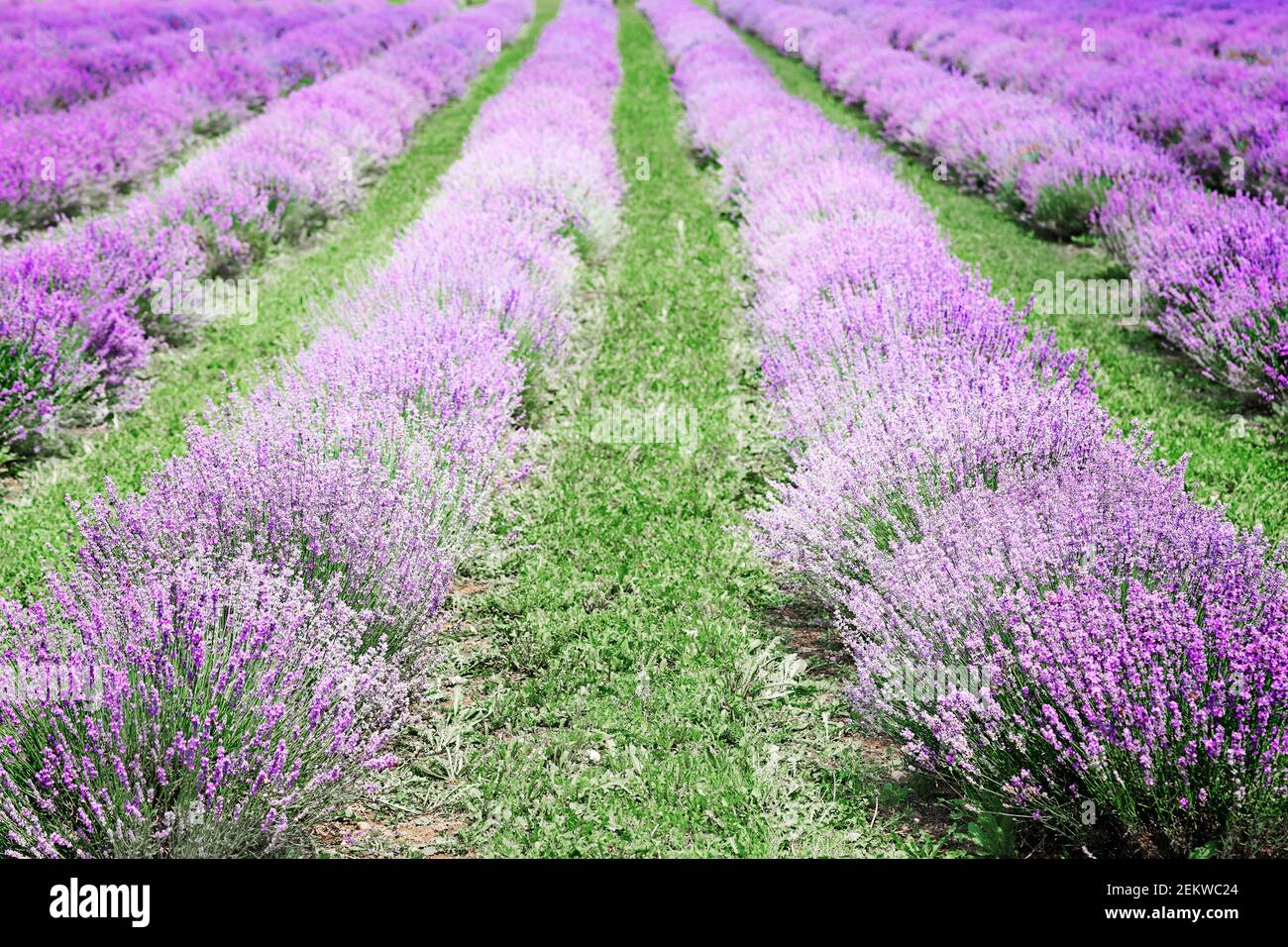 Lavender fields in Italy and italian rural landscape. Picturesque valley with violet rows of