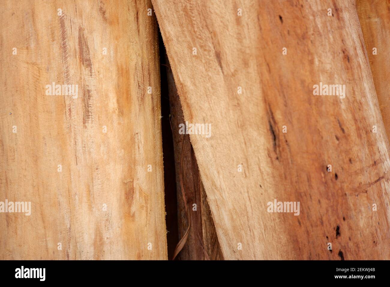 dried teak texture for building materials. utilize wood for the