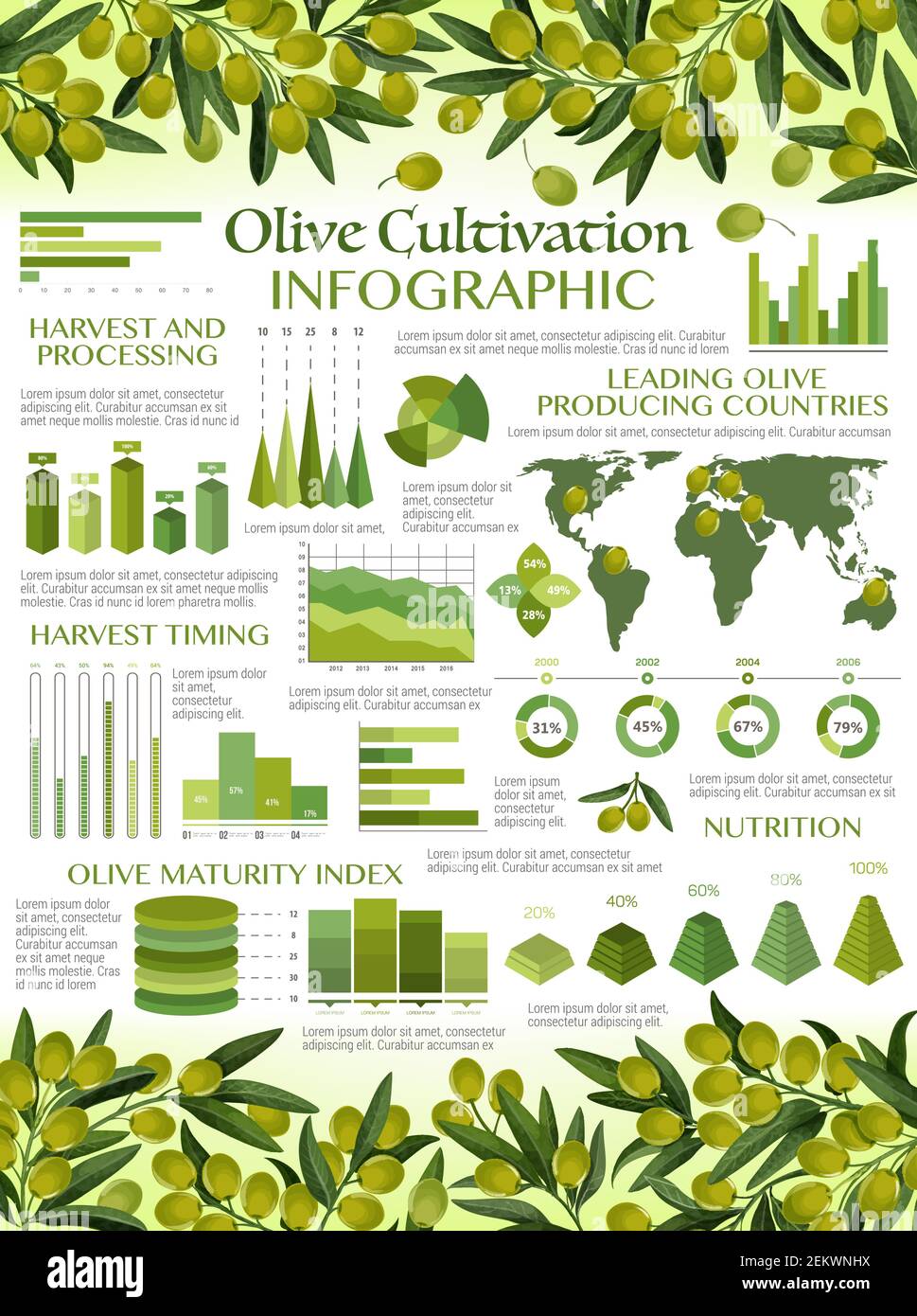 Olive oil infographics, harvest timing and processing, maturity index