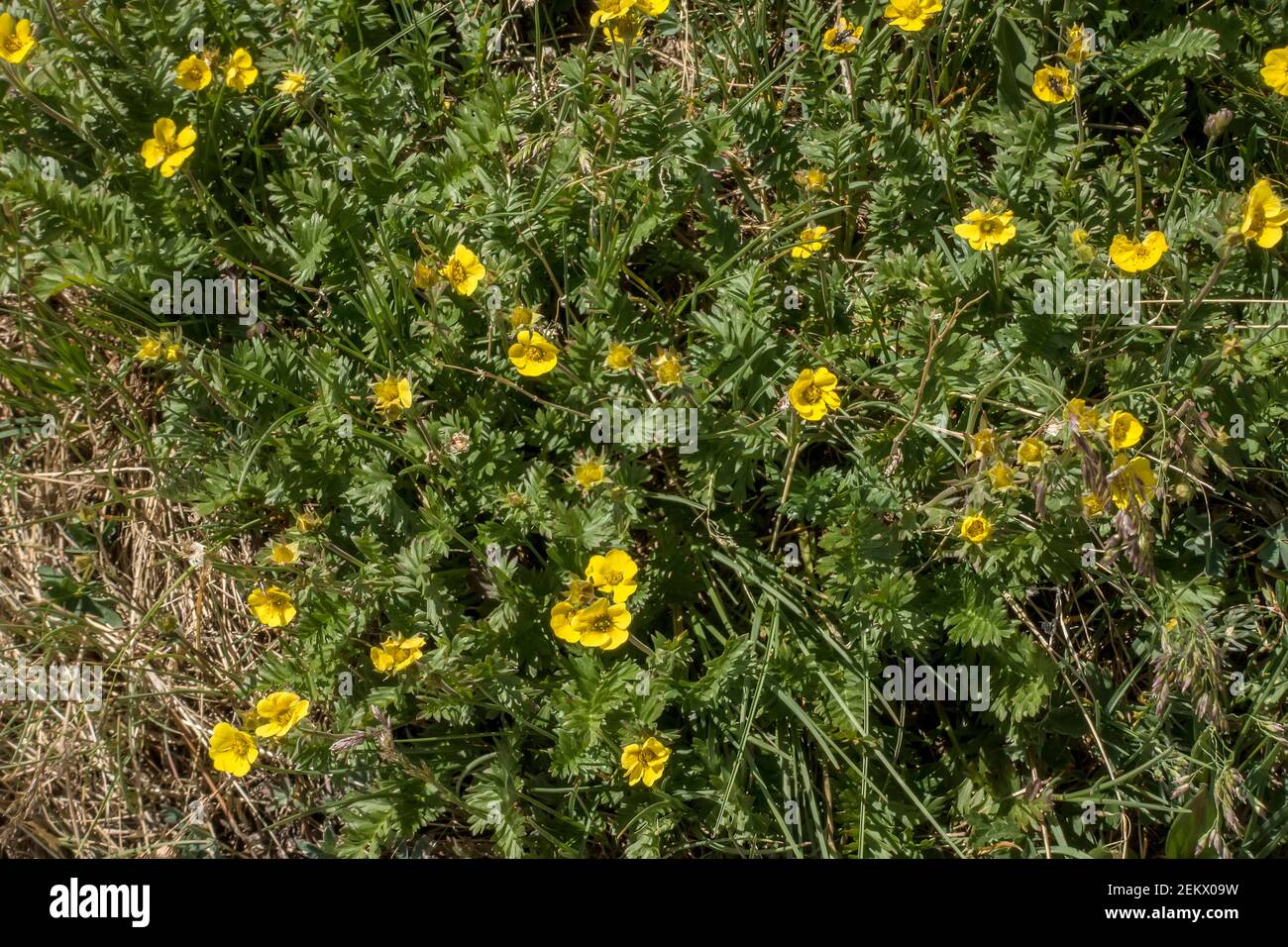 Alpine Cinquefoil, Potentilla subjuga, rosaceae plant, Rocky Mountain National Park, Colorado, United States of America Stock Photo