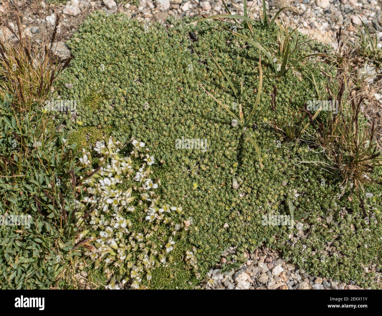 Alpine Nailwort, Paronychia pulvinata, Chickwees family, Alsinacaea plant, Rocky Mountain National Park, Colorado, USA Stock Photo