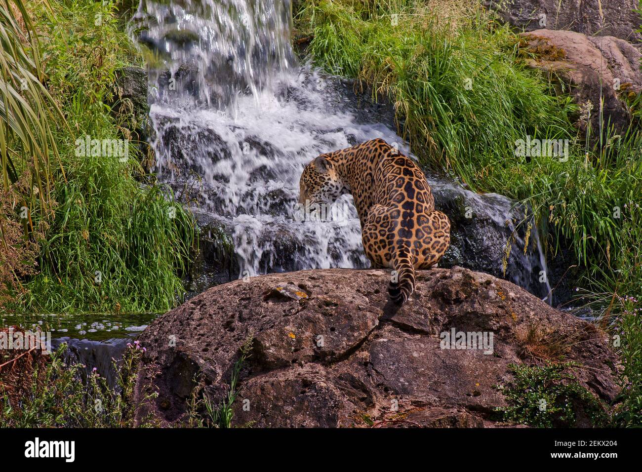 Jaguar, panthera onca, big cat, wildlife, South America, Mexico, Central, ferocious cats, predator, threatened species, cute but deadly Stock Photo