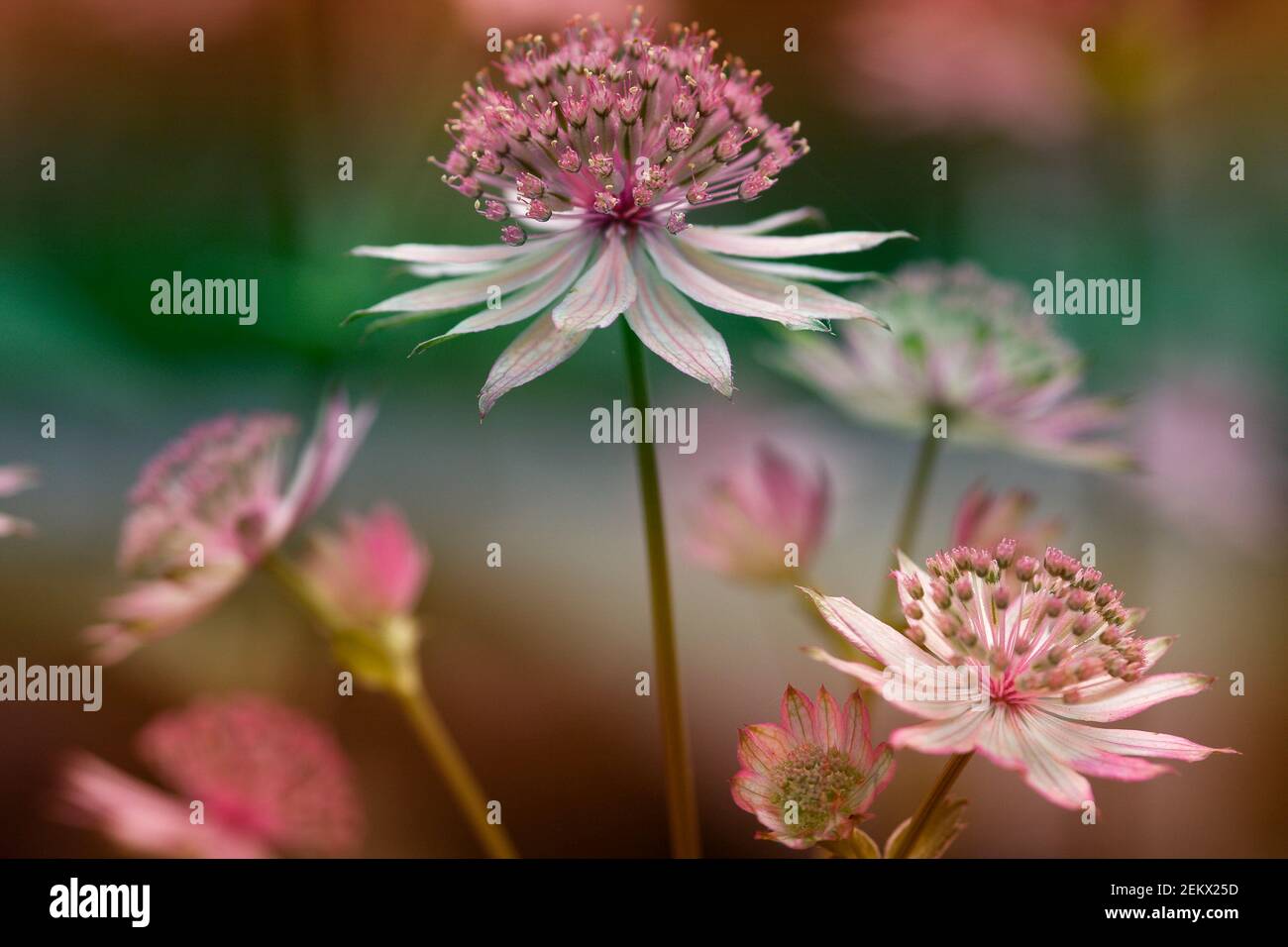 blurred foreground, and background flowers, bokeh, pinks, greens, abstract, floral, flora, nature, gardens, artistic, fine art photography Stock Photo