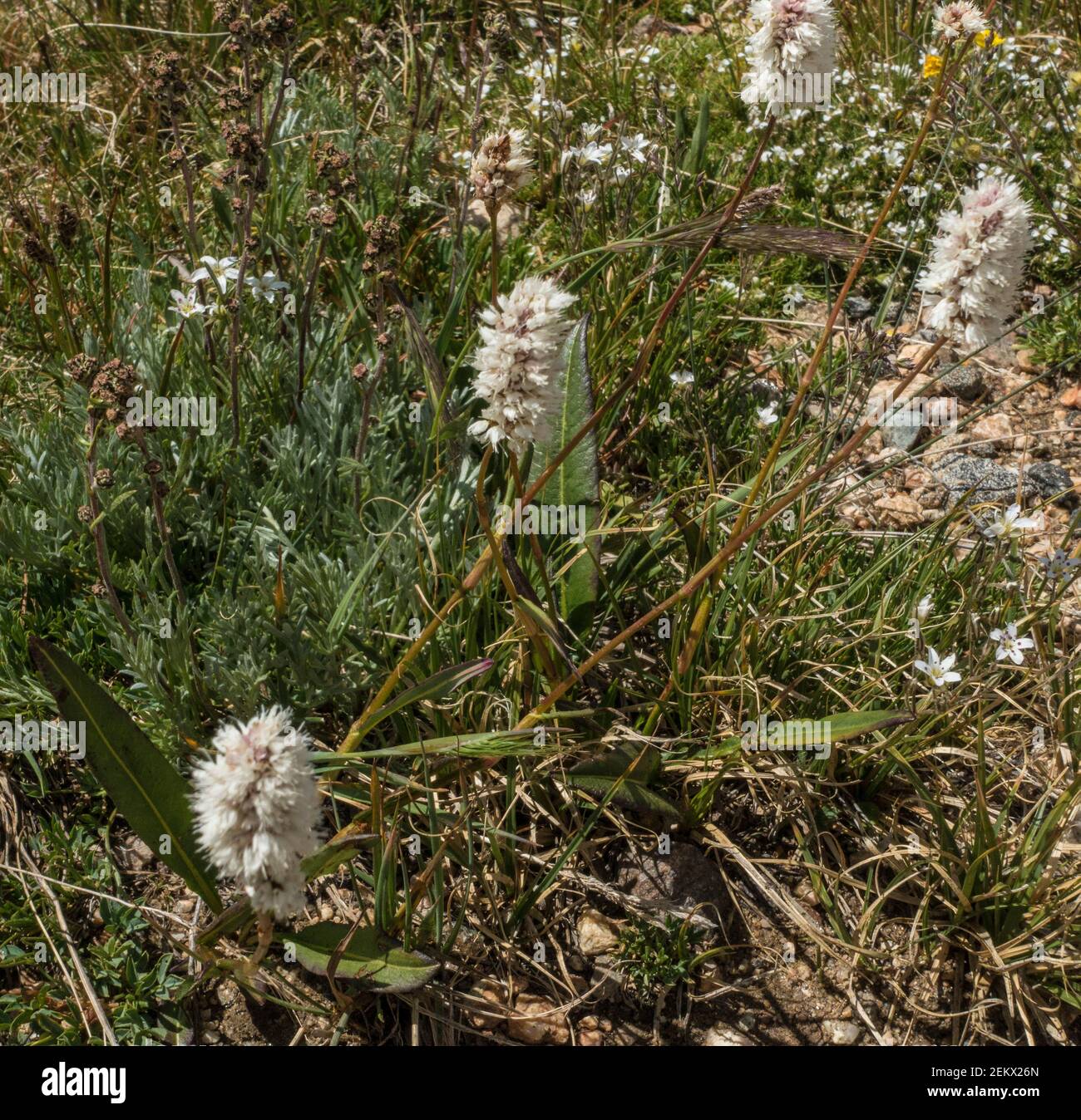 American Bistort plant, Bistorta bistortoides, buckwheat family, Polygonaceae, Rocky Mountain National Park, Colorado, United States of America Stock Photo