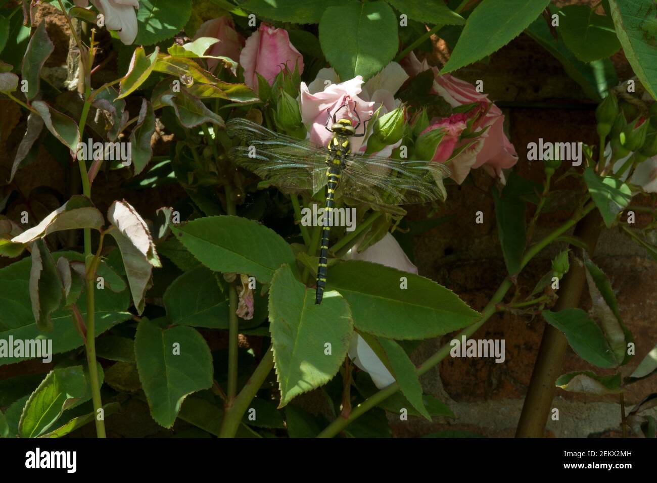 flower and plants with a dragonfly set atop, wings, flying insect ...