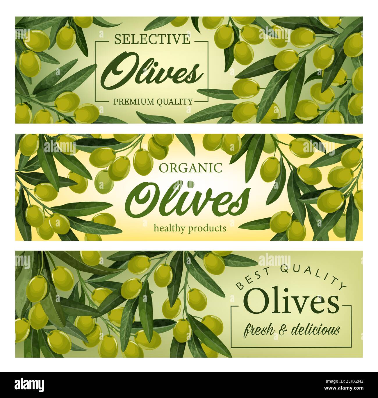 Olive tree branches with green fruits and leaves vector banners ...