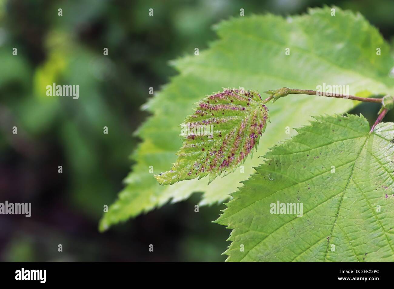 Macro of a tiny red speckled leaf on a branch tip Stock Photo