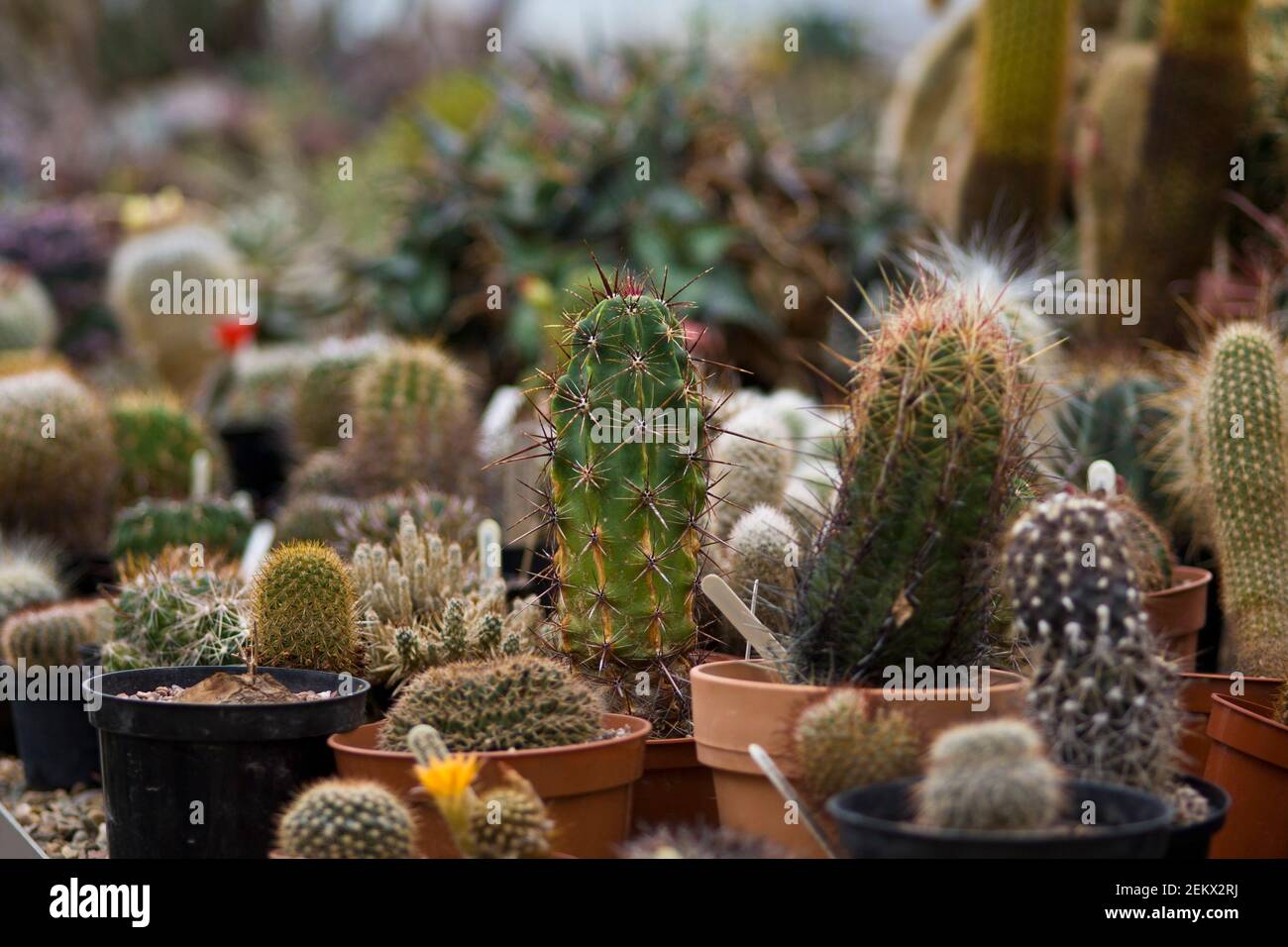table top full of small pots of various cacti, cactus, dry, desert, arid, needles, don't touch, ouch, flowering, various, variety Stock Photo