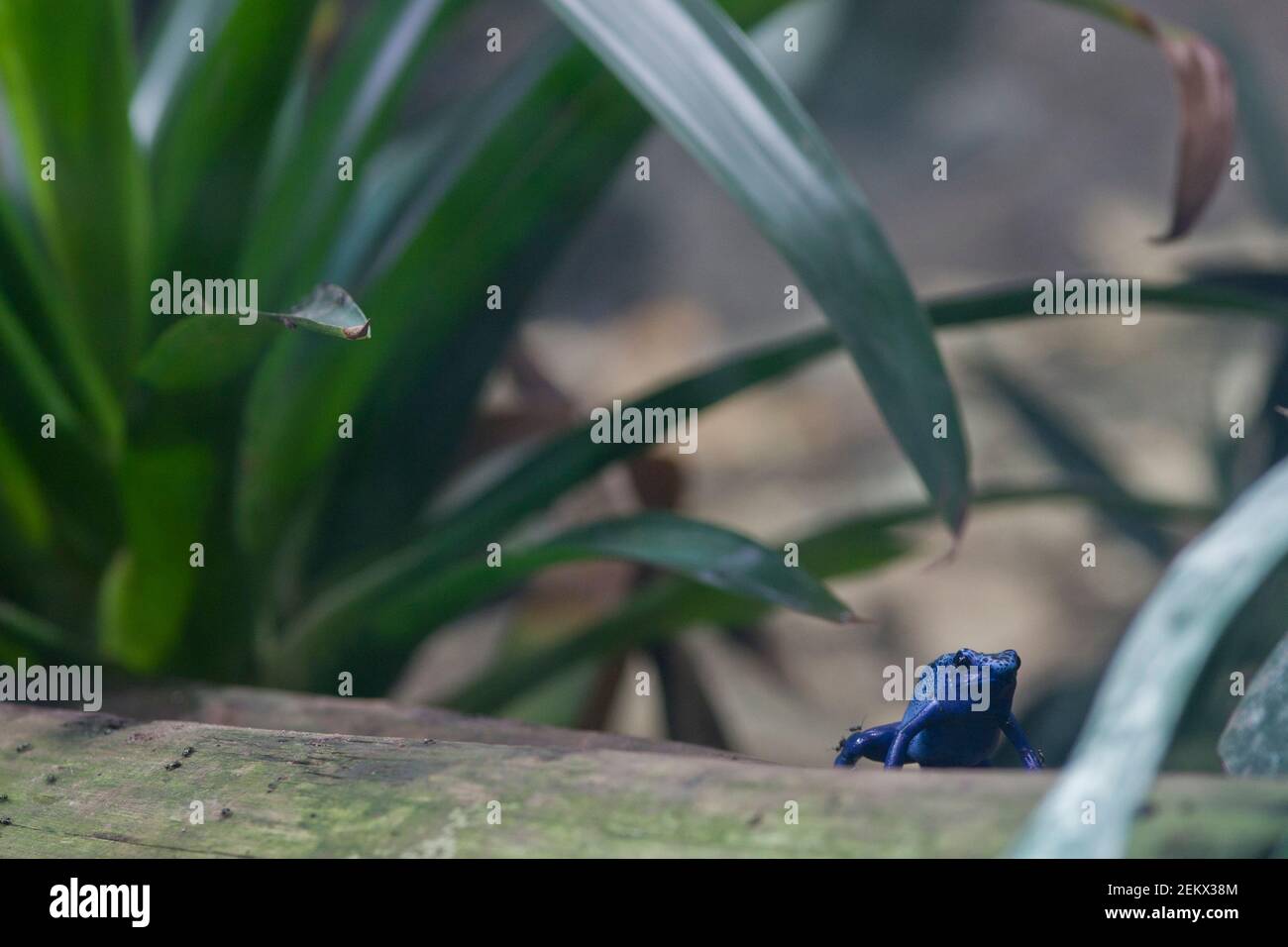 Tiny frog, micro frog, poison dart frog, Sky-blue, tropical frog, mini frog, poisonous, tiny but deadly, small but deadly, frog on plant, Stock Photo