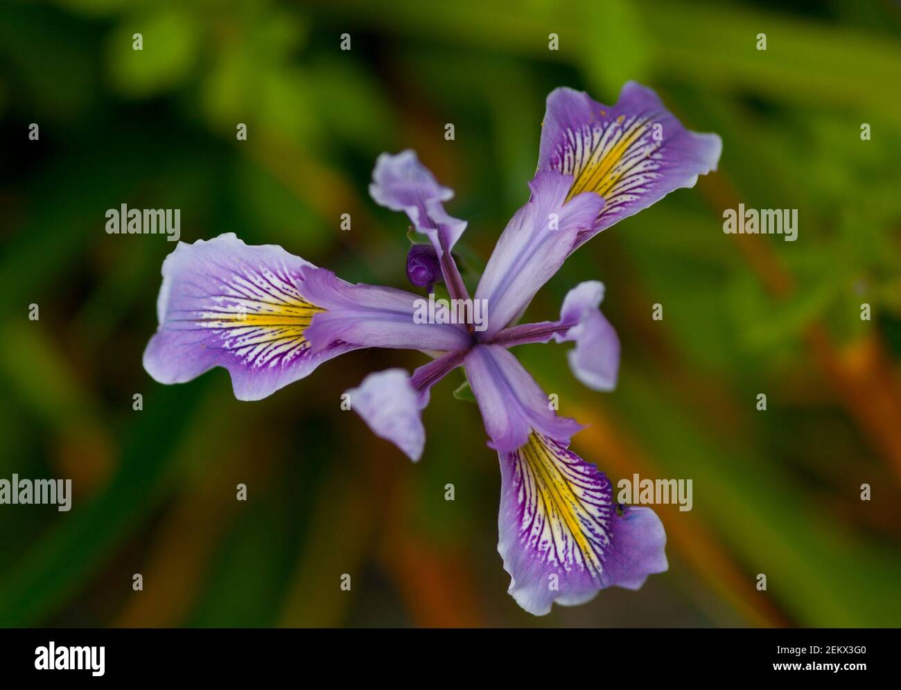 purple tiger lily, bloom, blossom, yellow, flower, nature, flora, floral Stock Photo
