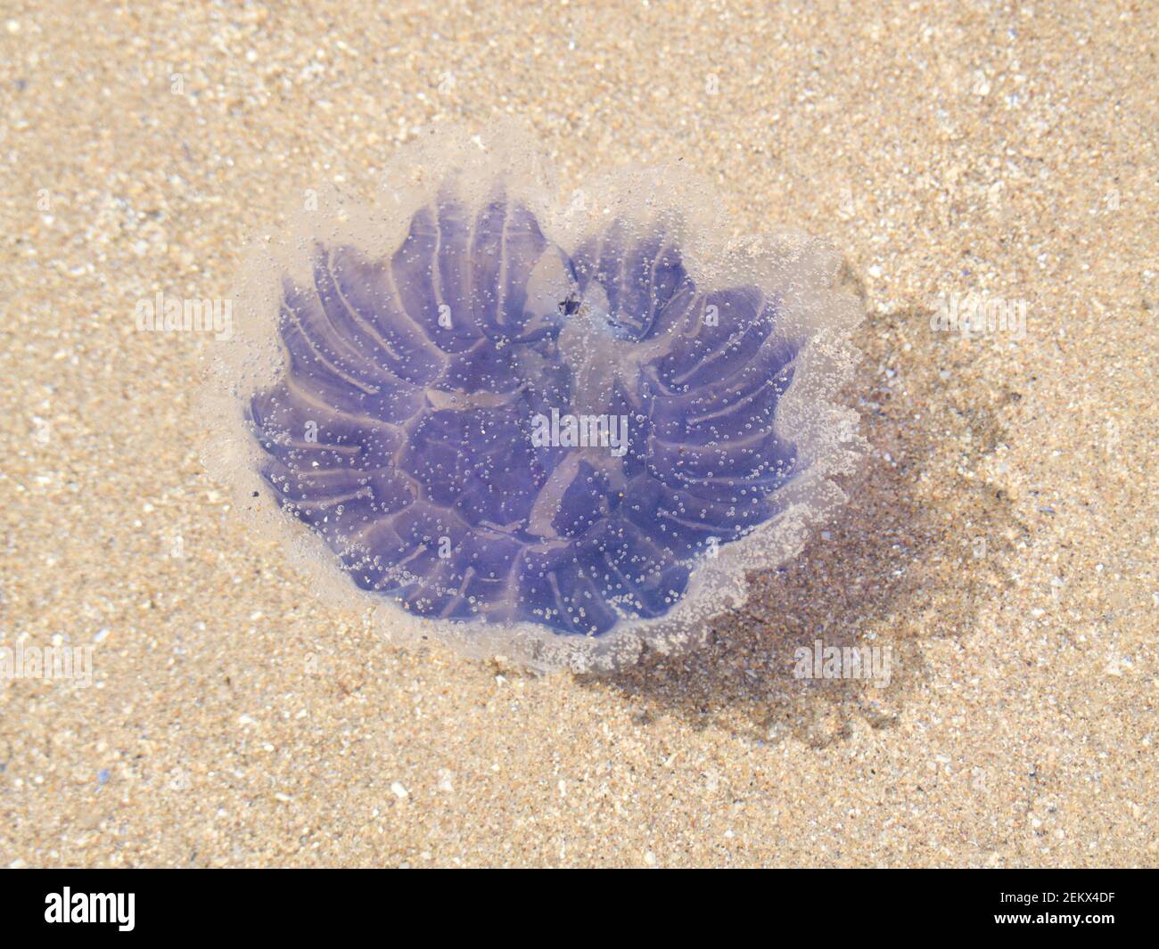 jellyfish floating in coastal waters, nature, beach, sea, ocean, sealife, aquatic life, salt waters, don't step on me Stock Photo