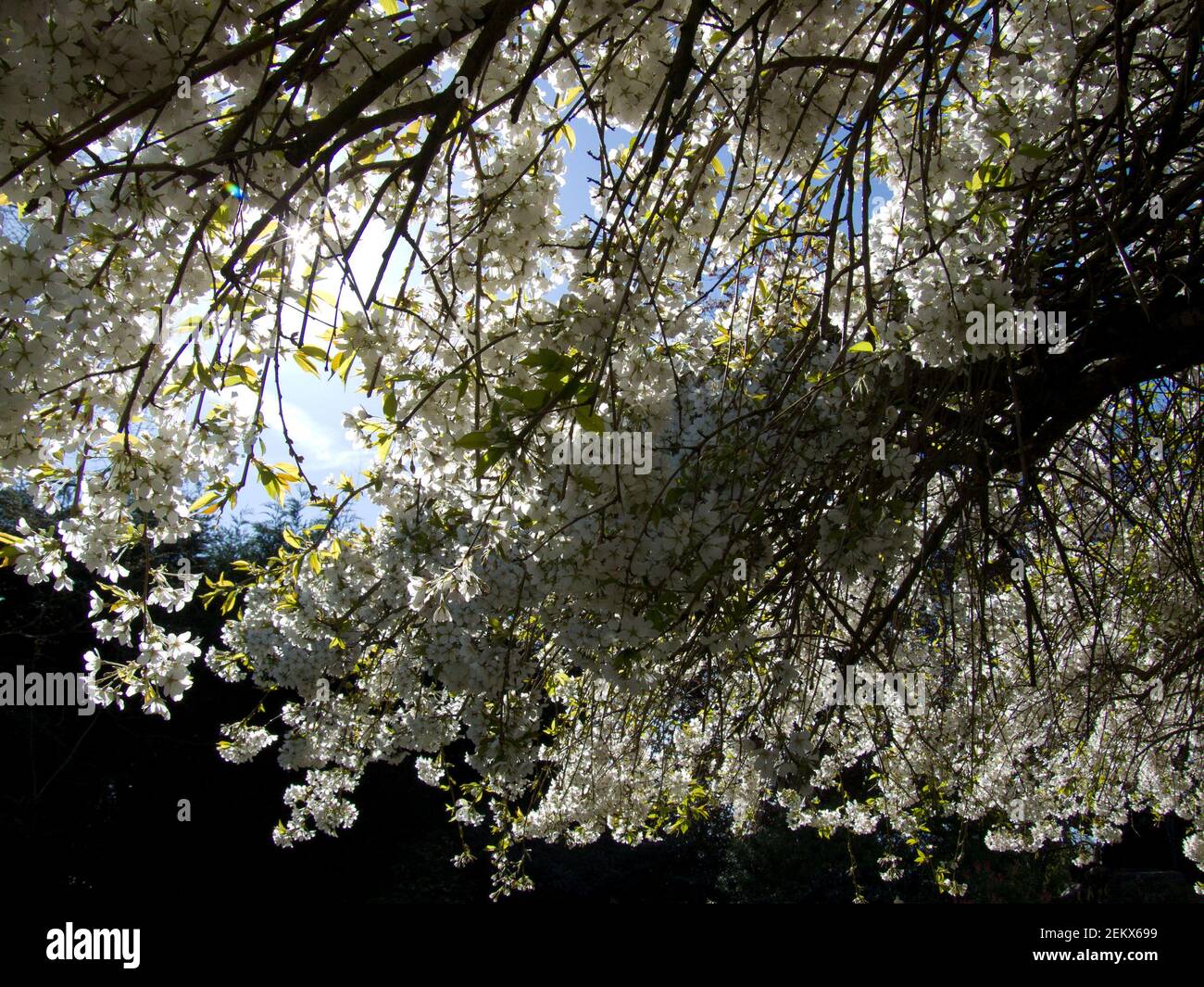 tree blossoms, flowering tree, spring, apple blossoms, canopy, sun shining through, sprouting, flowers, nature, apple tree, park, parkland Stock Photo