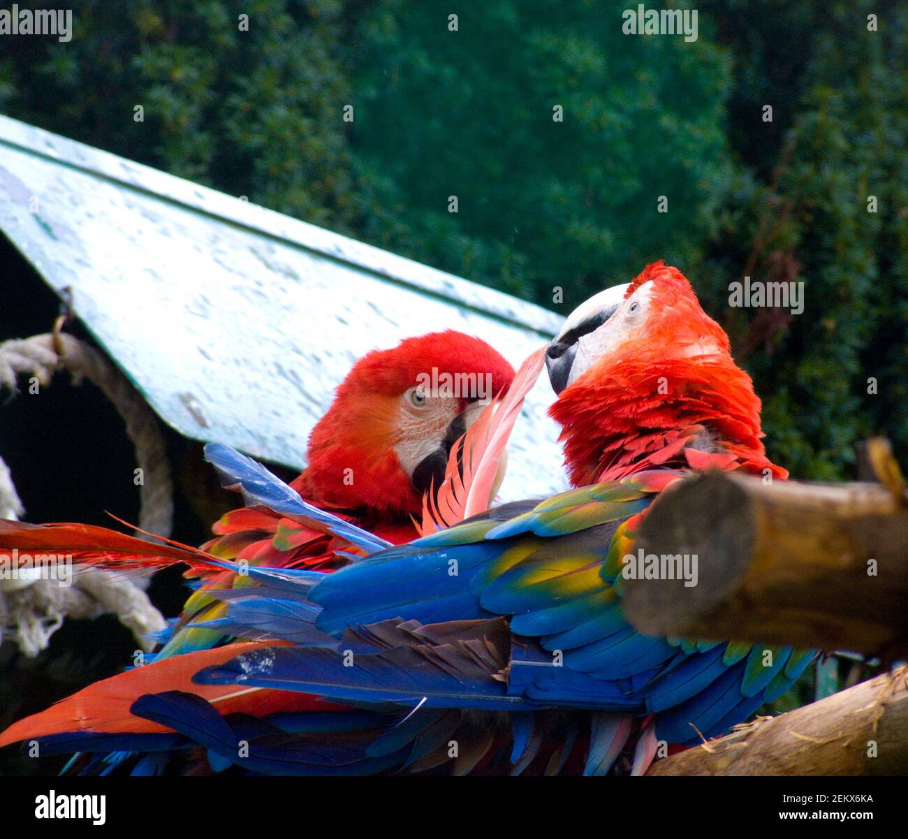 2 macaws, new world parrots, preening, red head, blue tail, blue wings, birds, avian, colorful, colourful Stock Photo