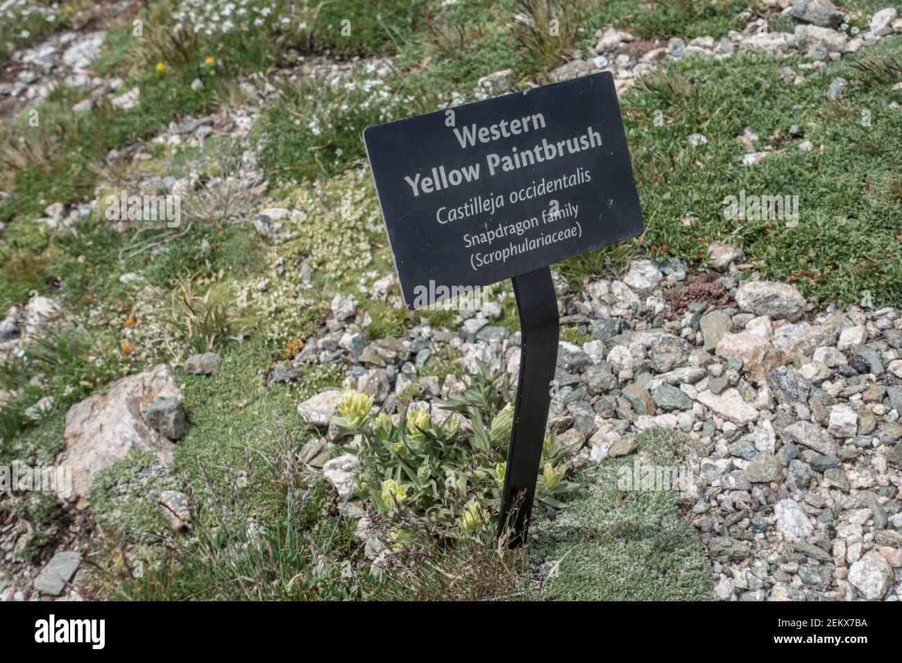 Western Yellow Paintbrush botanical sign, Rocky Mountain National Park, Colorado, USA Stock Photo