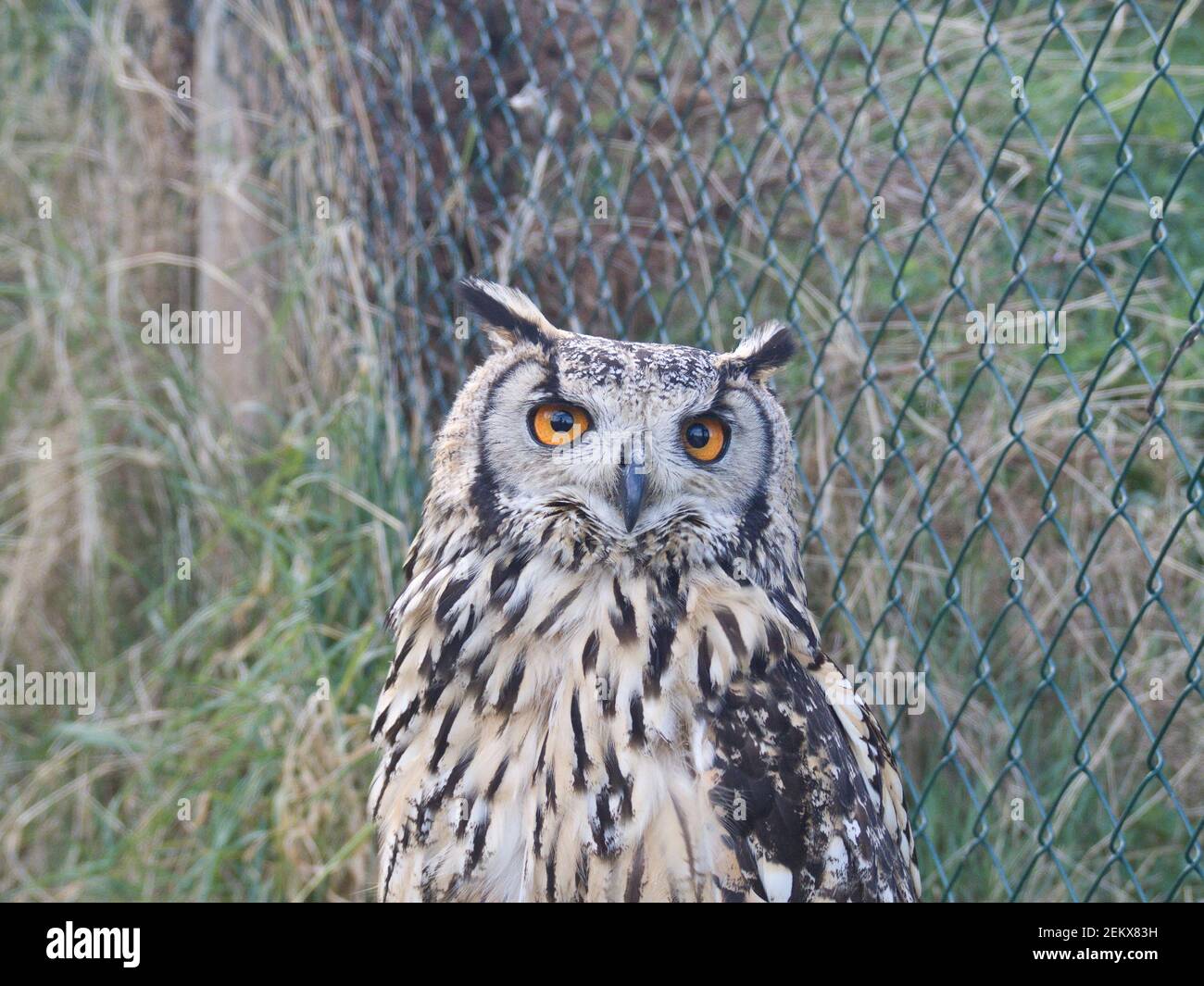 owl, eagle owl, Strigiformes, Aves, bird, nocturnal, predator, avian, solitary, feathered friends Stock Photo