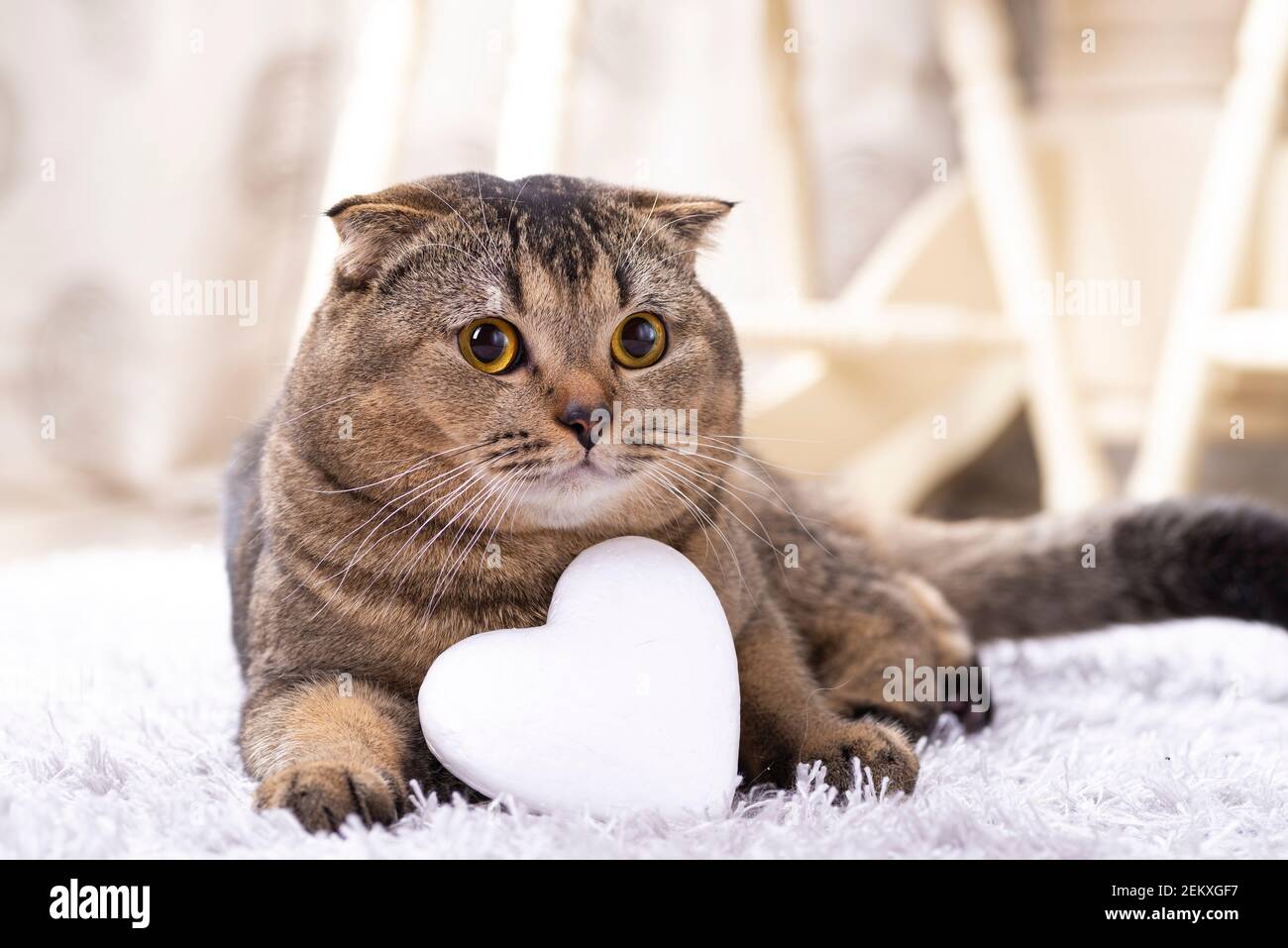 Шотландская Вислоухая Кошка Купить В Уфе