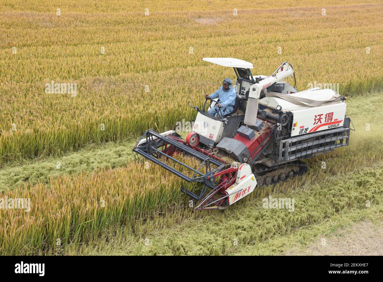 CHINA-Donghai Rice is harvested in late autumn in Qinghu Town, Donghai  County, Lianyungang city, Jiangsu Province, Nov. 1, 2020.In late autumn,  more than 1.3 million unity of area of national geographical indication