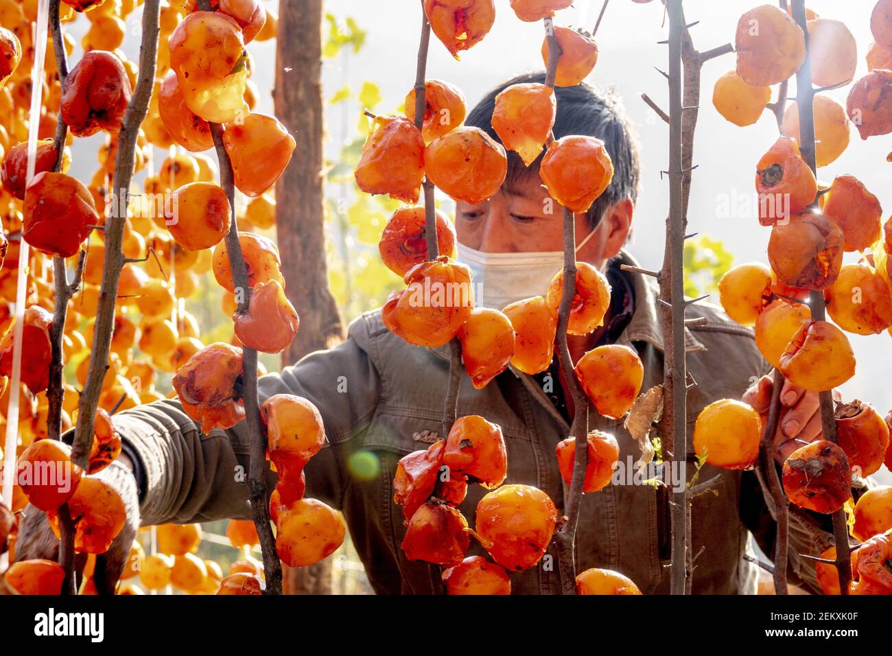 HANDAN, CHINA - NOVEMBER 1, 2020 - A villager dries a persimmon cake in  Handan, North China's Hebei Province, Nov. 1, 2020. (Photo by Wang Zirui   CostfotoSipa USA Stock Photo - Alamy