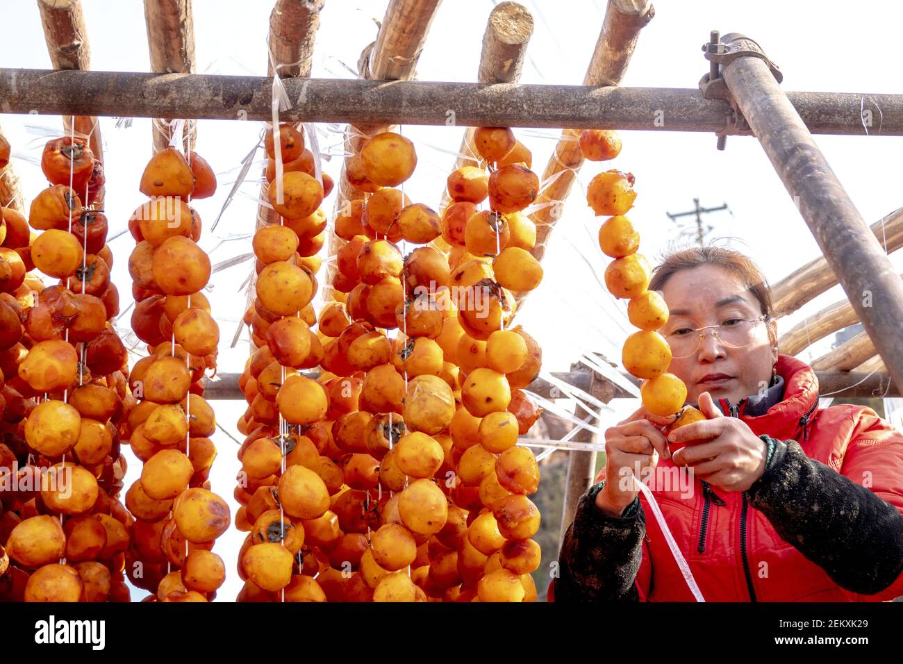 HANDAN, CHINA - NOVEMBER 1, 2020 - A villager dries a persimmon cake in  Handan, North China's Hebei Province, Nov. 1, 2020. (Photo by Wang Zirui   CostfotoSipa USA Stock Photo - Alamy