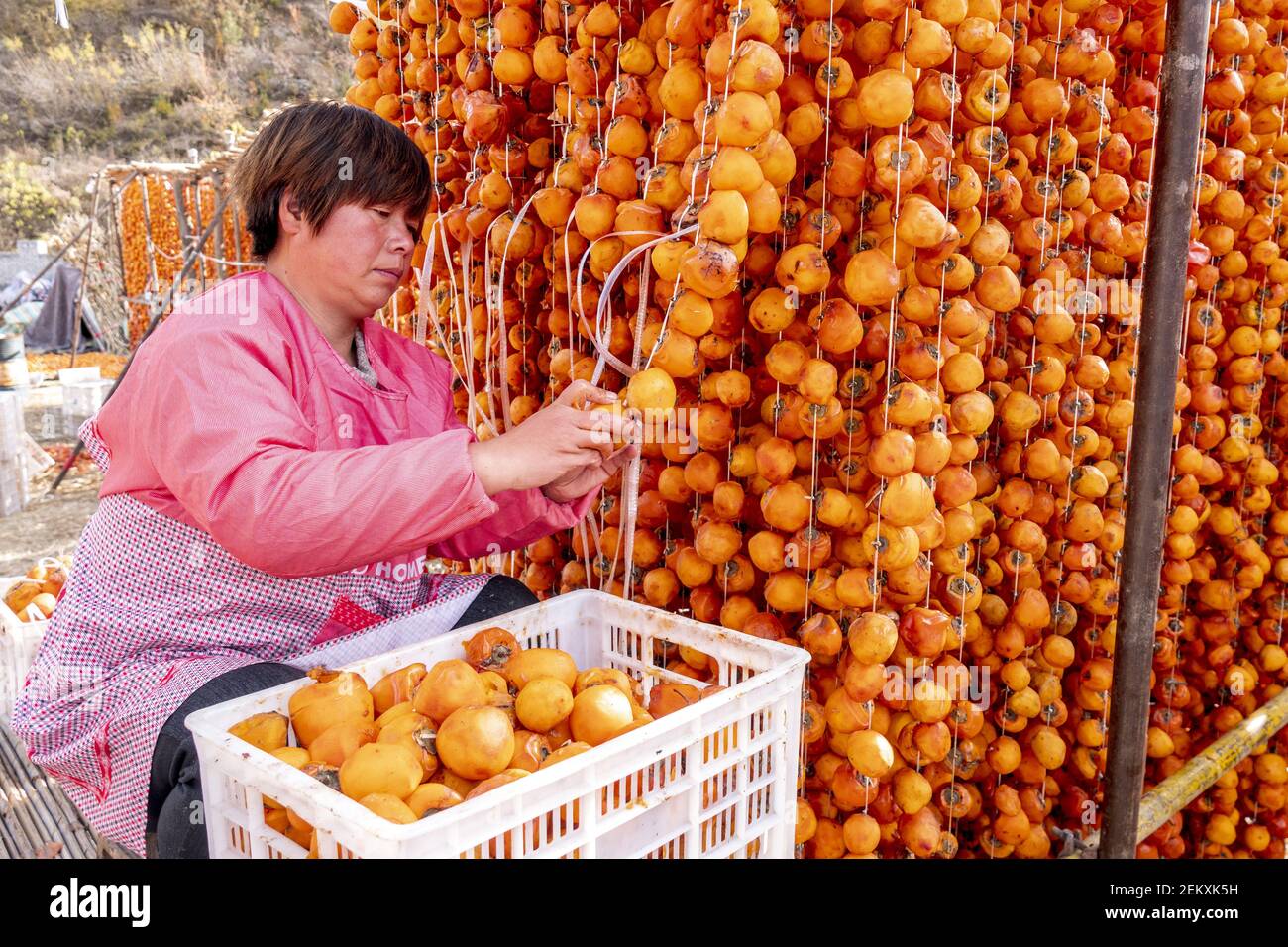 HANDAN, CHINA - NOVEMBER 1, 2020 - A villager dries a persimmon cake in  Handan, North China's Hebei Province, Nov. 1, 2020. (Photo by Wang Zirui   CostfotoSipa USA Stock Photo - Alamy