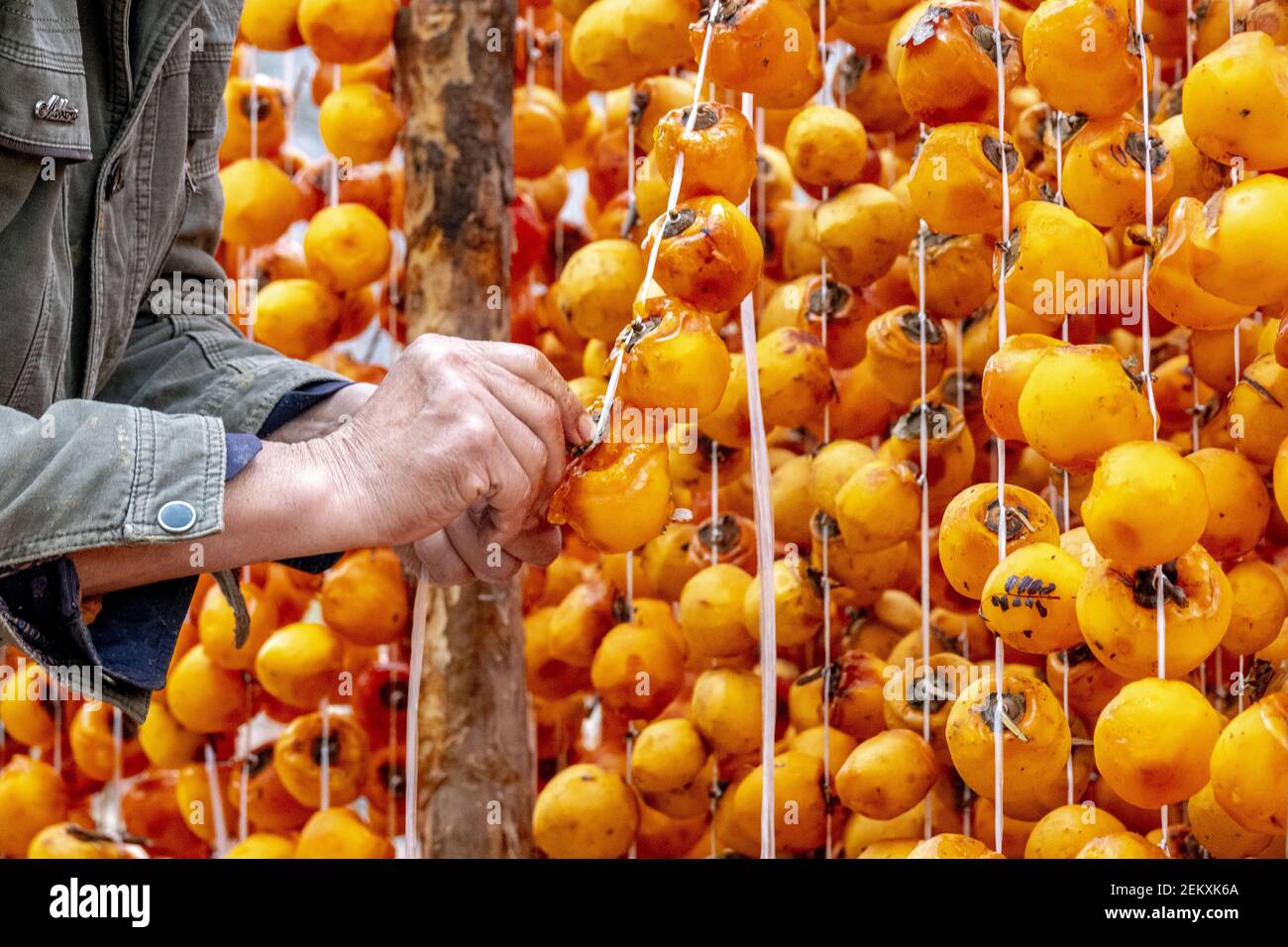 HANDAN, CHINA - NOVEMBER 1, 2020 - A villager dries a persimmon cake in  Handan, North China's Hebei Province, Nov. 1, 2020. (Photo by Wang Zirui   CostfotoSipa USA Stock Photo - Alamy