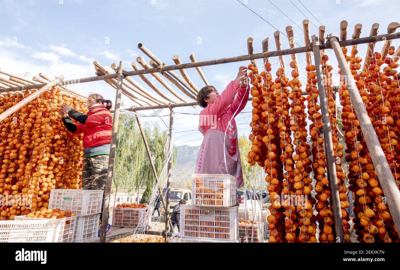 HANDAN, CHINA - NOVEMBER 1, 2020 - A villager dries a persimmon cake in  Handan, North China's Hebei Province, Nov. 1, 2020. (Photo by Wang Zirui   CostfotoSipa USA Stock Photo - Alamy