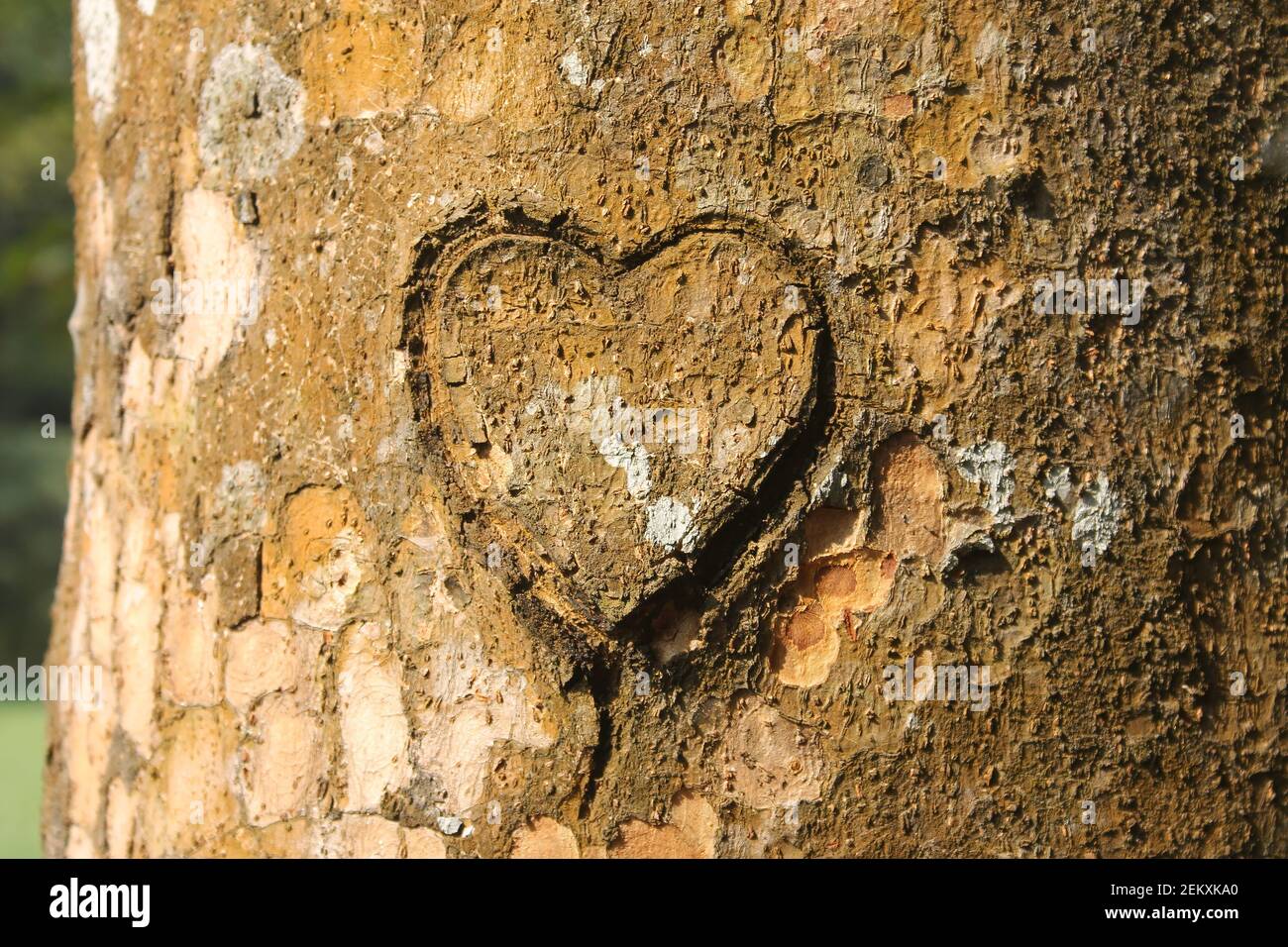 Heart Shape Carved On Tree Trunk in Forest Stock Photo