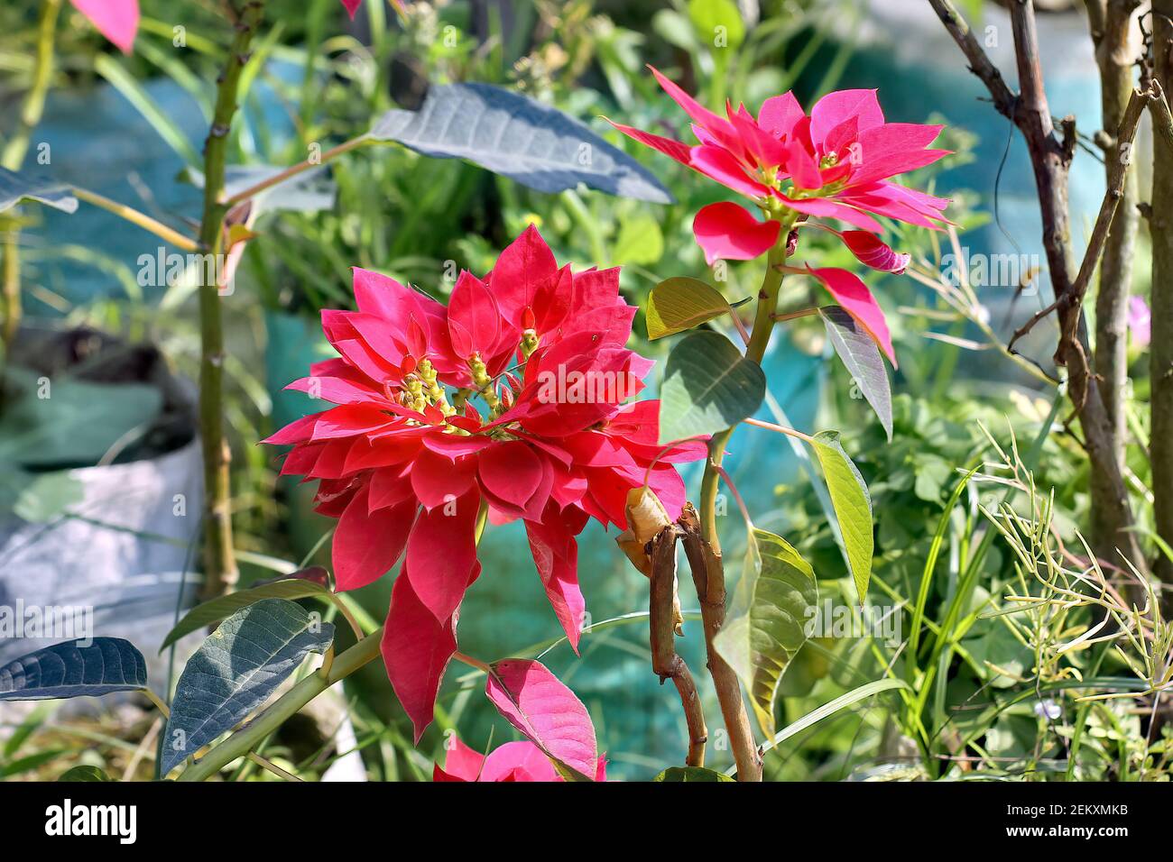 Selective focus shot of beautiful red poinsettia flowers in the garden Stock Photo