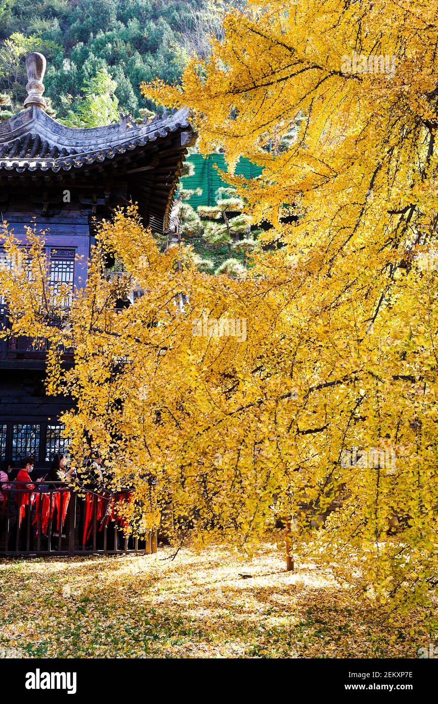 A 1,400yearold Ginkgo tree has been falling leaves on the ground