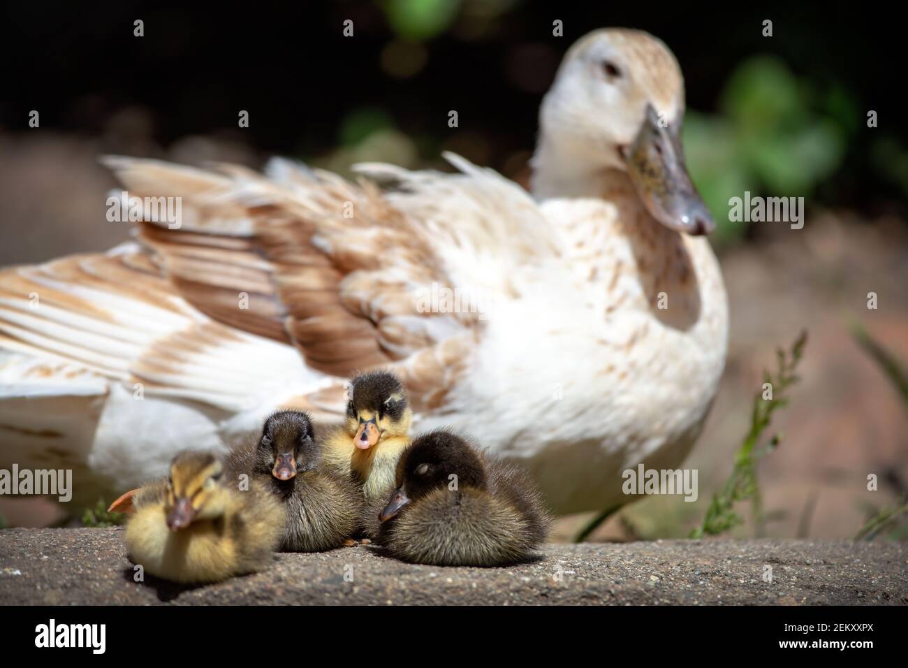 Domestic Duck or Domestic Mallard (Anas platyrhynchos domesticus Stock ...