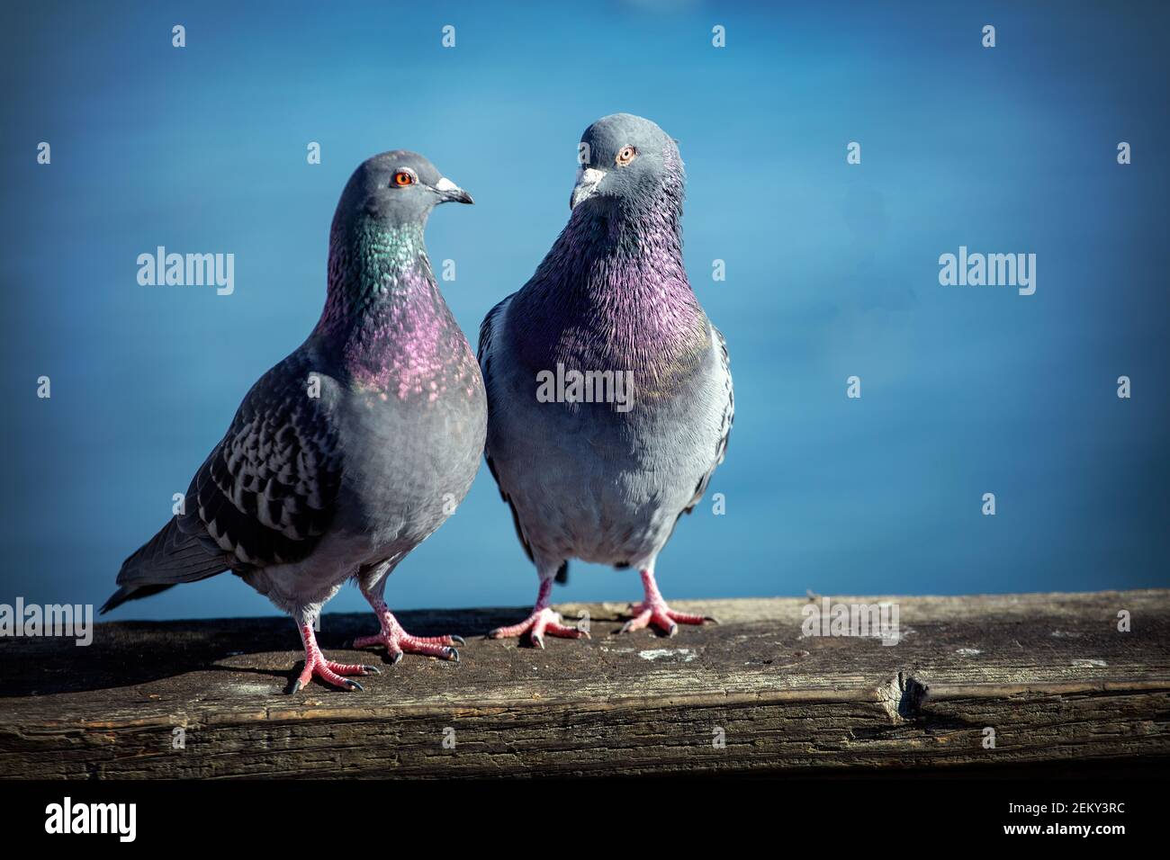 A pair of Rock Dove, rock pigeon, or common pigeon (Columba livia) in Capitola, California Stock Photo