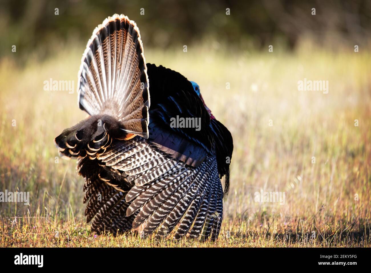 A male wild turkey (Meleagris gallopavo) in Palo Alto California Stock Photo