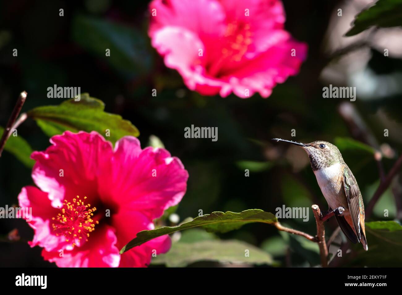An Allen's Hummingbird (Selasphorus sasin) in Santa Barbara, California Stock Photo