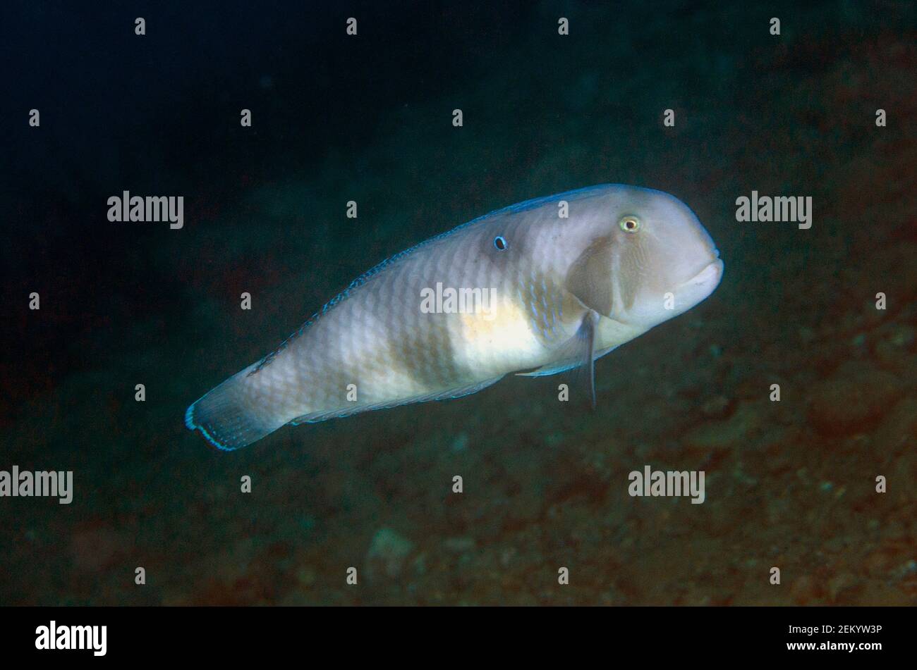 Peacock Razorfish, Iniistius pavo, Laha dive site, Ambon, Maluku ...