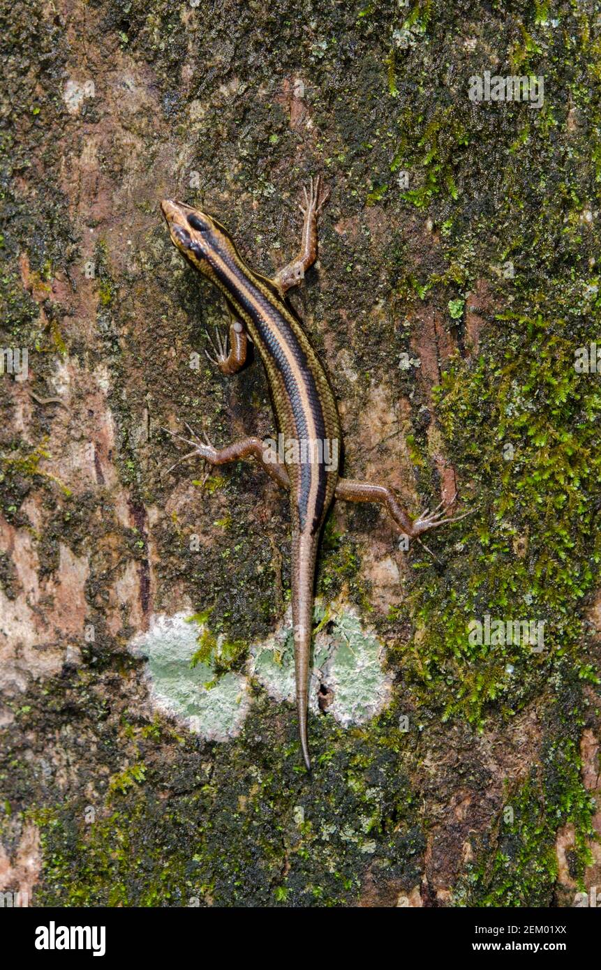 Many-lined Sun Skink, Eutropis multifasciata, on tree, Klungkung, Bali, Indonesia Stock Photo