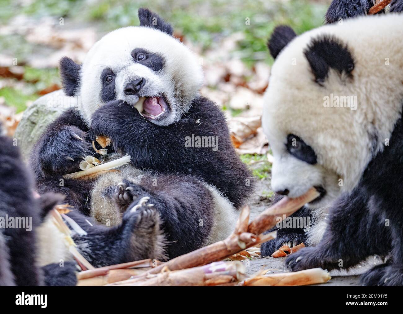 The pandas are playing at the China giant panda protection and research ...