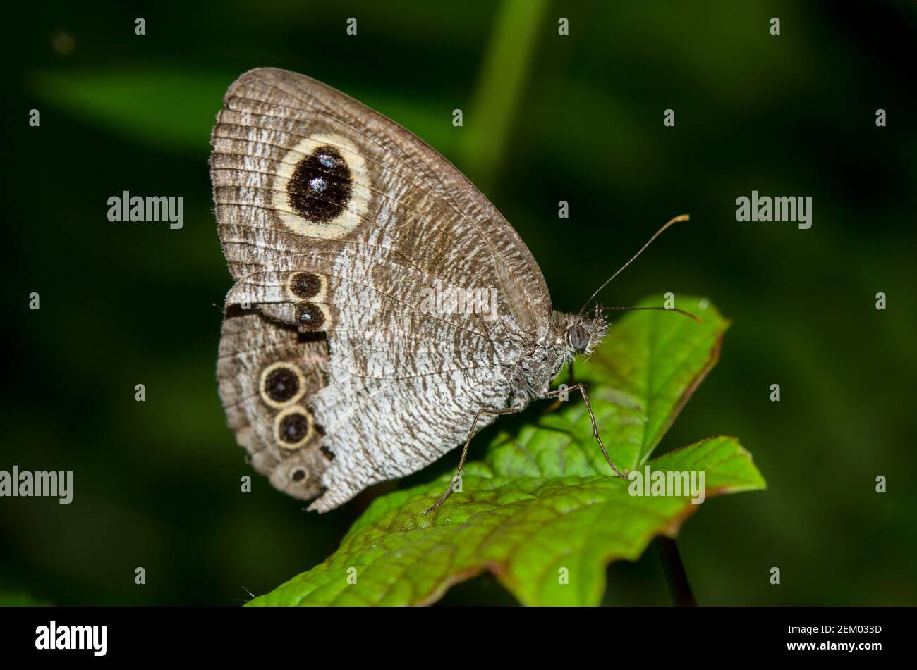 Common Five Ring Butterfly on leaf, Ypthima baldus, Klungkung, Bali, Indonesia Stock Photo