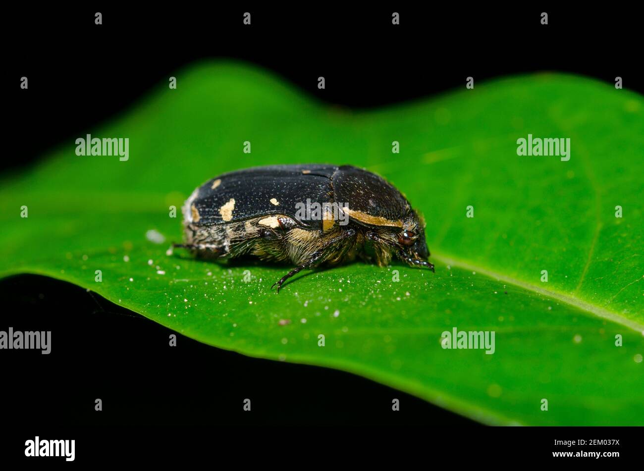 Scarab Beetle on leaf, Scarabaeidae Family, Klungkung, Bali, Indonesia Stock Photo