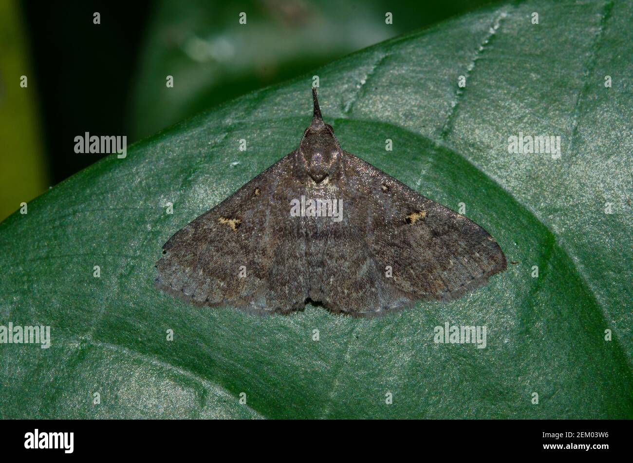 Litter Moth, Herminiinae Subfamily, on leaf, Klungkung, Bali, Indonesia Stock Photo