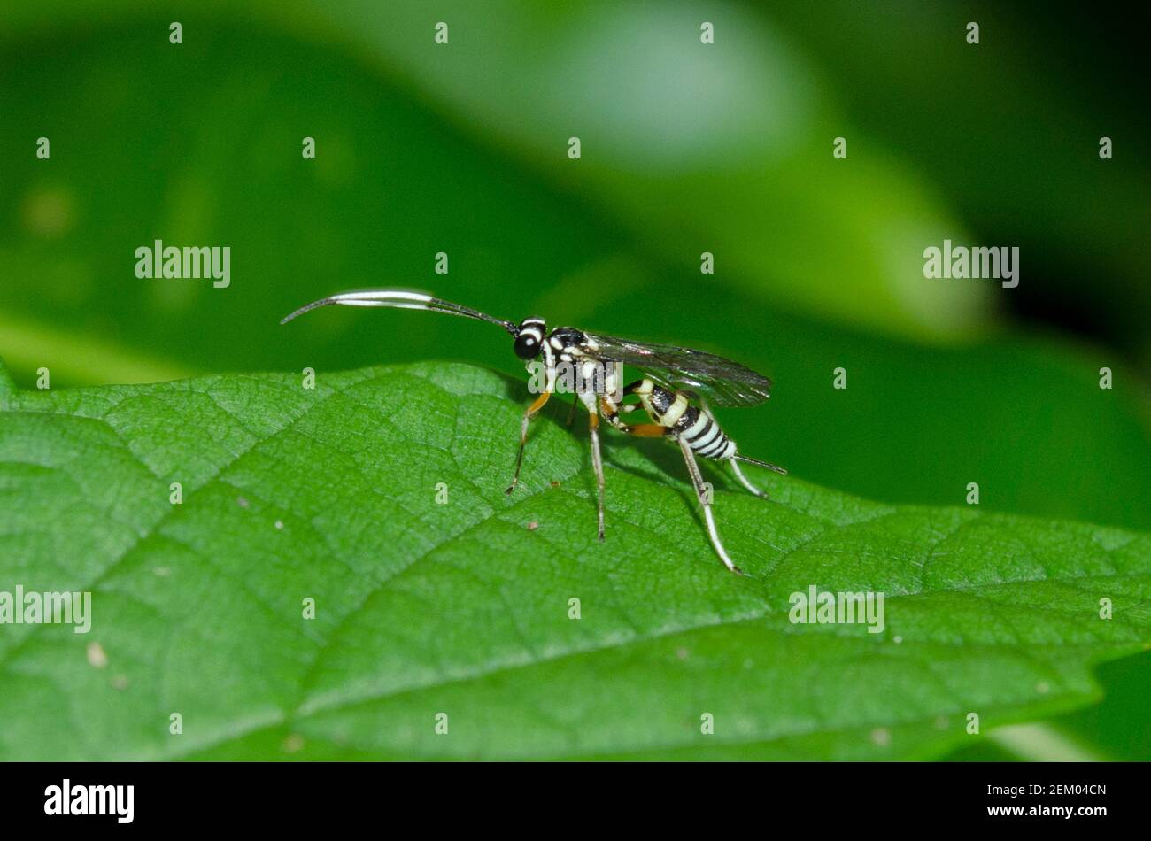 Ichneumon Wasp, Ichneumon promissorius, with ovipositor on leaf, Klungkung, Bali, Indonesia Stock Photo
