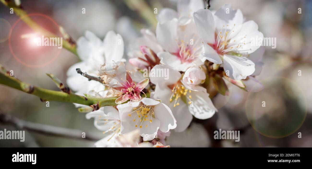 Almond blossoms in early spring. Cluster of delicate flowers, growing tree. Floral background with pastel colors Stock Photo