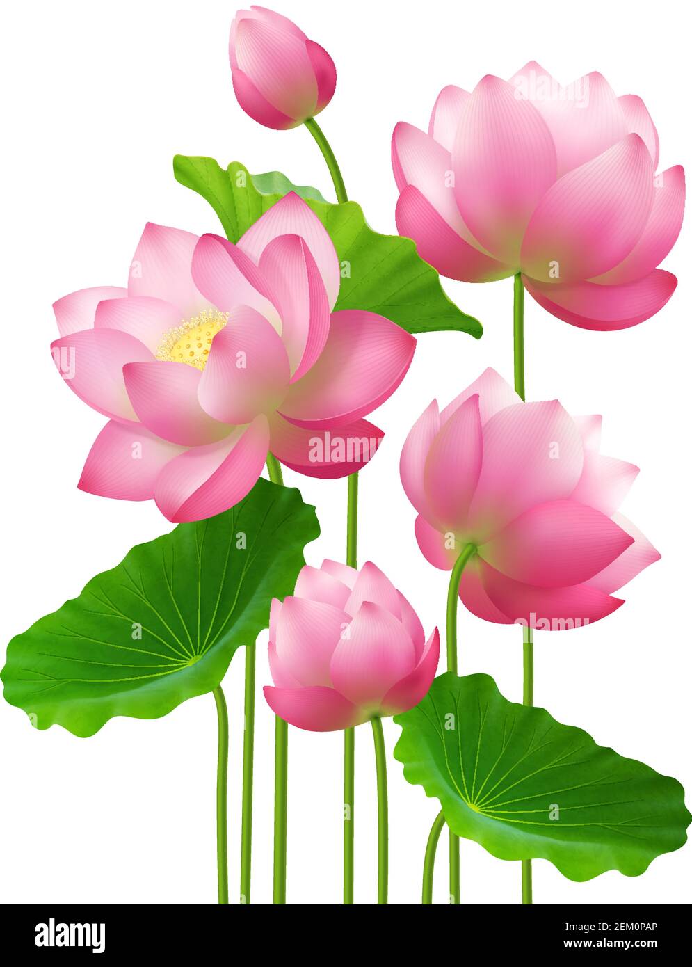 Bunch of beautiful lotus flowers with leaves close up isolated image on