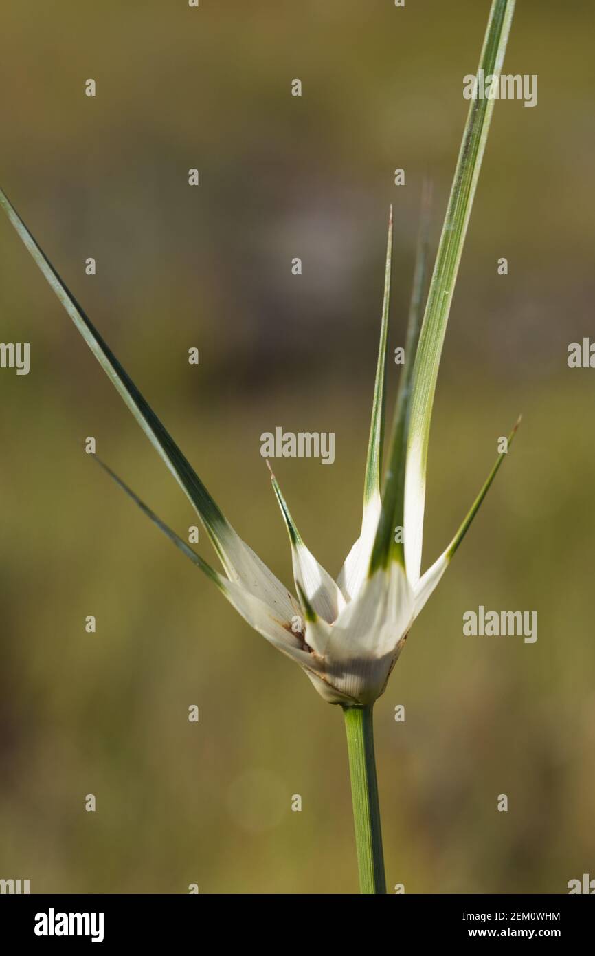 white flowered species of Rhynchospora (a sedge) in natural habitat close to Diamantina in Minas Gerais, Brazil Stock Photo