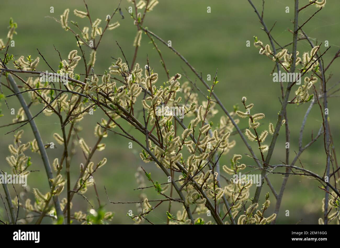 Fluffy willow catkins in the spring flowering period Stock Photo