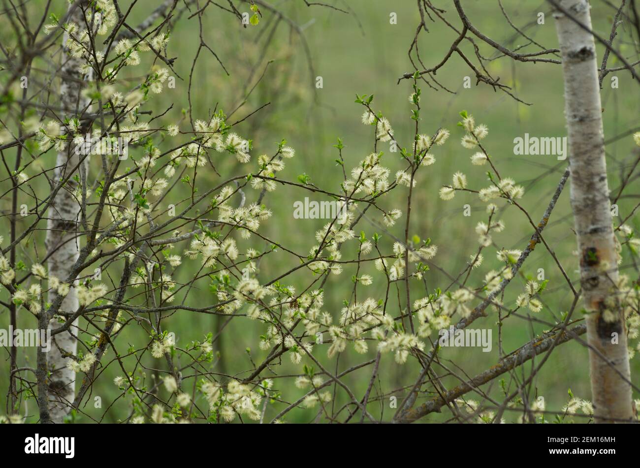 Fluffy willow catkins in the spring between two birches in the background Stock Photo