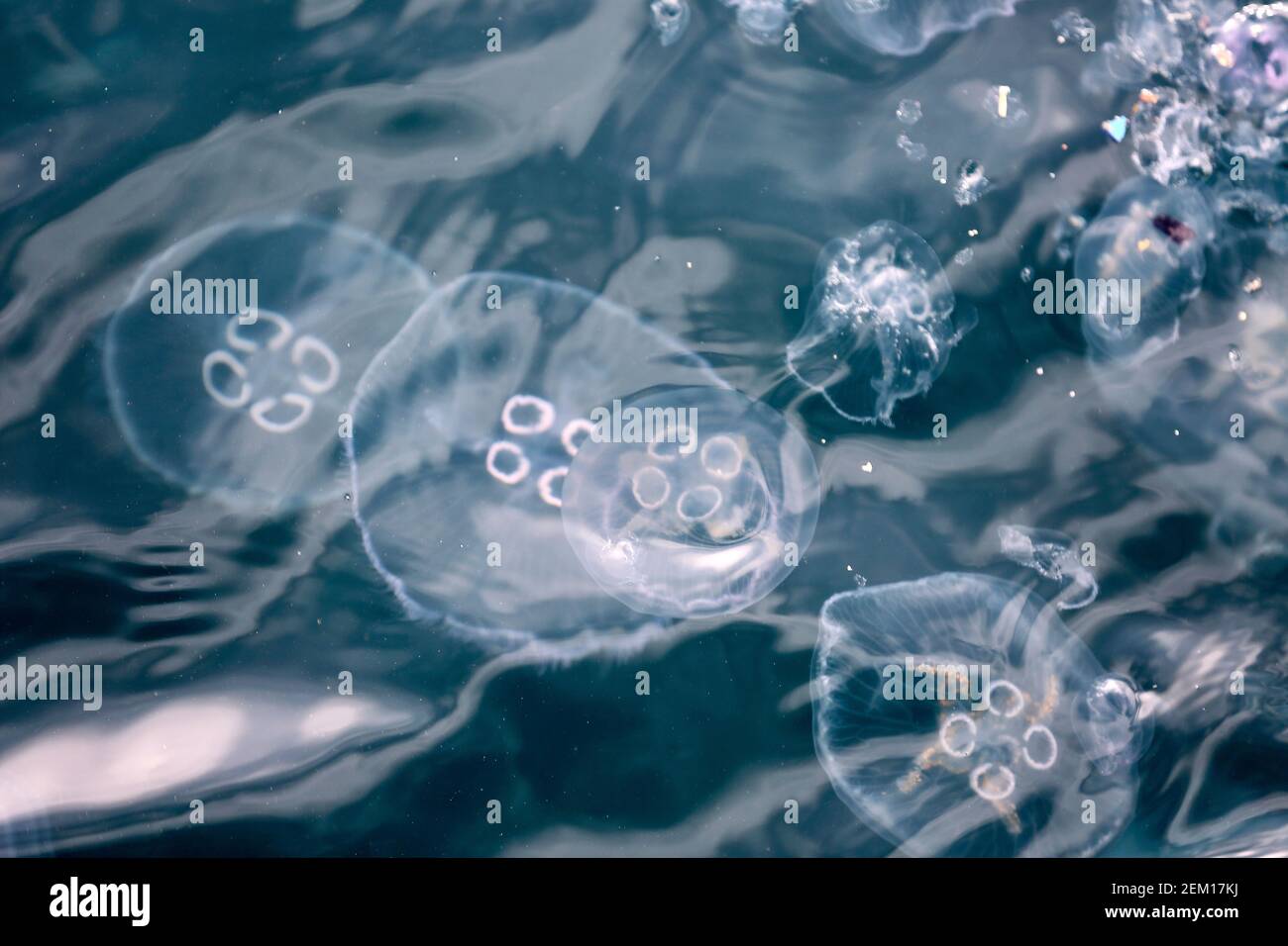 Jellyfishs and sea pollution - stock photo Stock Photo